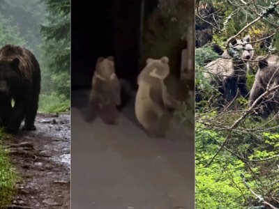Niecodzienny widok w Tatrach. Taneczny pojedynek niedźwiedzi hitem w sieci