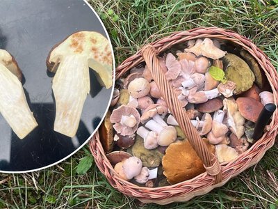 30 lat chodzi na grzyby. W tym sezonie zauważyła coś dziwnego. Nietypowe zjawisko w lasach