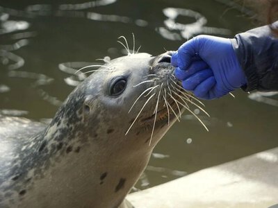 We wrocławskim zoo zwierzęta ćwiczą z opiekunami. Pokazy przyciągają tłumy odwiedzających