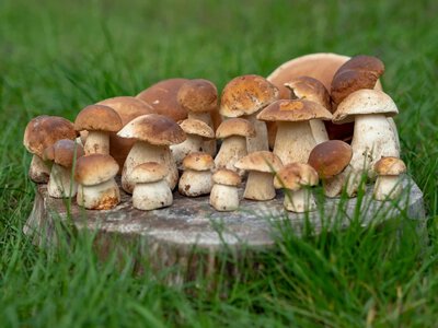 350 borowików w kilka godzin. Grzybiarz pokazał swój rekordowy zbiór
