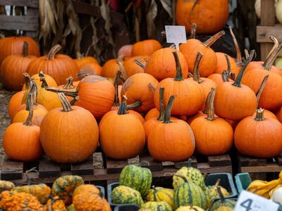 5 top farm dyniowych w Polsce. Koniecznie odwiedź jesienią
