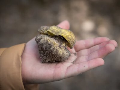 Ten grzyb Polacy jedzą ze smakiem od lat. W innych krajach został zakazany