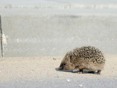 Jak szybko i dokąd chodzą jeże? Jesień to dla nich wyjątkowy czas