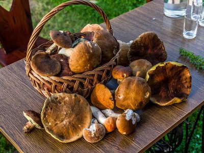 Ceny grzybów poszybowały. Kosztują nawet 90 zł za kilogram