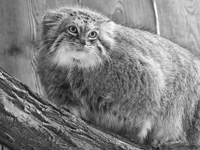 Warszawskie zoo przekazało smutną wiadomość. Pożegnali Jessie