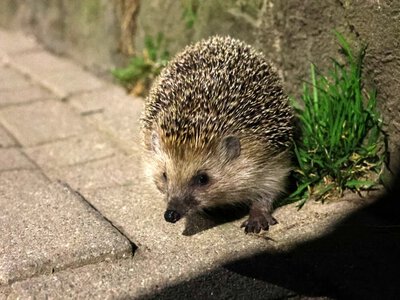 Zaskakujące, co potrafią jeże. Mimo słabego wzroku radzą sobie doskonale