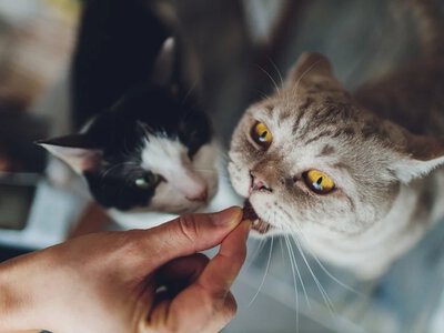 Twój kot znika z domu? Powód może być bardziej zaskakujący, niż myślisz