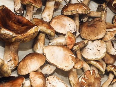 Sprawdzili ceny grzybów we wrześniu. Za kg borowików chcą nawet 90 zł