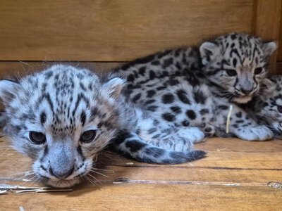 Potrójna radość w warszawskim ZOO. „Wiadomość roku!”