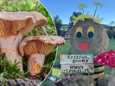 „Rydzowa Jesień” w Beskidzie Niskim. Grzyby, muzyka i sztuka