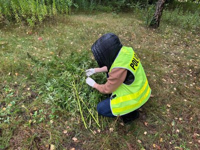 Marihuana dla uczniów? Policja w ostatniej chwili przerwała proceder