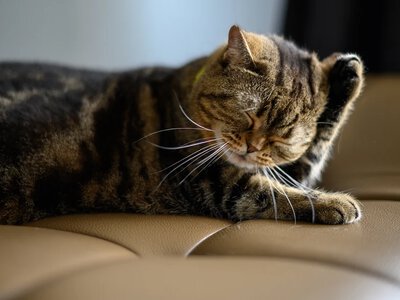 Kot wciąż drapie się po głowie? To może być objaw poważnej choroby