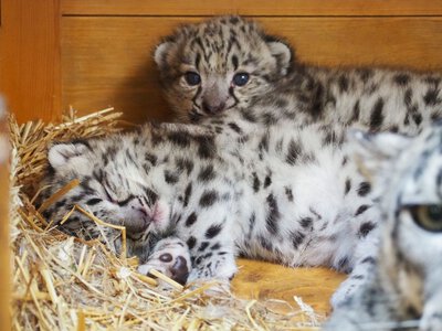 Trzy młode irbisy śnieżne rosną w warszawskim zoo. Na wybieg wyjdą za miesiąc