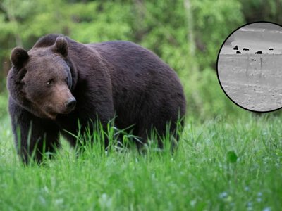 Niezwykła obserwacja u sąsiada Polski. Blisko 30 niedźwiedzi na jednym polu