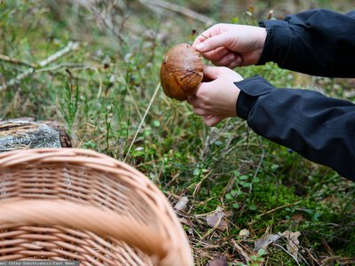 U siebie tak nie mogą. Niemcy w Polsce na grzybobraniu