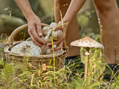Ten grzyb łatwo pomylić z innymi. Kilka cech może uratować życie
