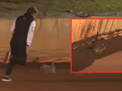 Nietypowy powód przerwania meczu. Na torze pojawił się... królik