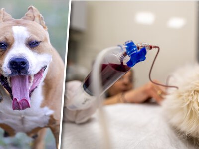 Amstaff zagryzł szpica u weterynarza. Był w jakimś amoku
