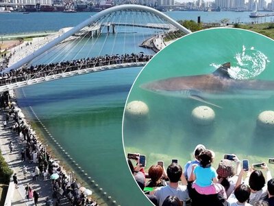 Sharkfluencer w wielkim mieście. Uhonorowali trzymetrowego żarłacza
