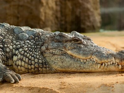 Wygenerował krokodyla przez AI, wywołał alarm. Teraz grozi mu więzienie