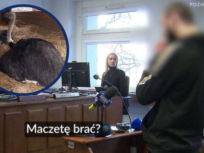 Łobuz skatował strusia Zenka. Szokujący wyrok
