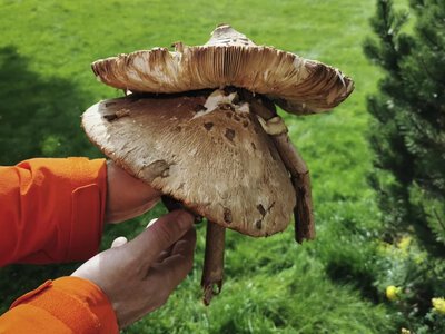 Dlaczego warto zbierać czubajki kanie? Zdaniem zielarki są na wagę złota