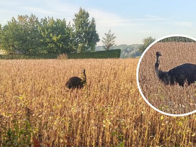 Nietypowy uciekinier w Jastrzębiu-Zdroju. Służby apelują: zachowajcie dystans, pilnujcie psów
