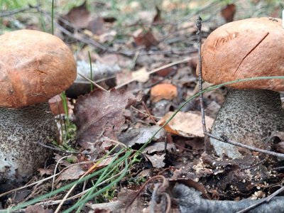 Zdobywca Oscara Tarn Willers bramkarzem B-klasowego AKS Zły Warszawa