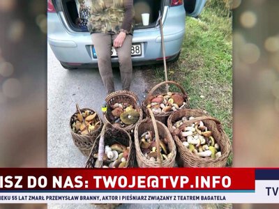 Sezon na grzyby w pełni. Przysyłajcie zdjęcia