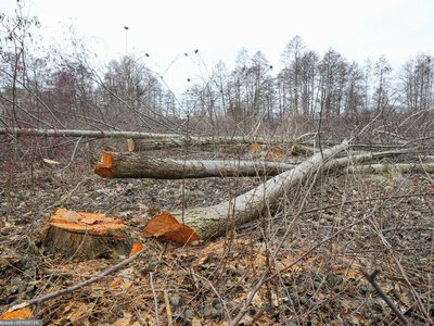 Wycinka drzew w 2026 r. Kiedy wystarczy zgłoszenie, a kiedy zezwolenie