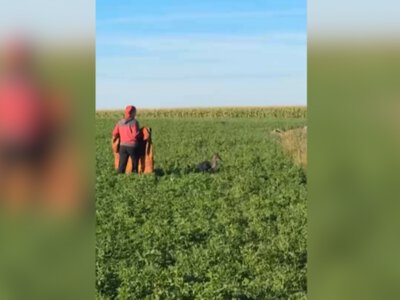 „Nikt by nie uwierzył”. Kangur recydywista w polu pod Zdunami