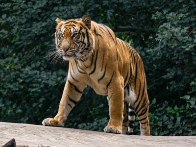 Mężczyzna wszedł między tygrysy. Tragedia w brytyjskim zoo