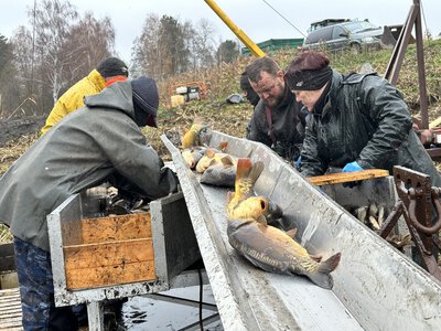 Ruszają żniwa w stawach. Już wiadomo, że karpia będzie mniej, a cena wyższa
