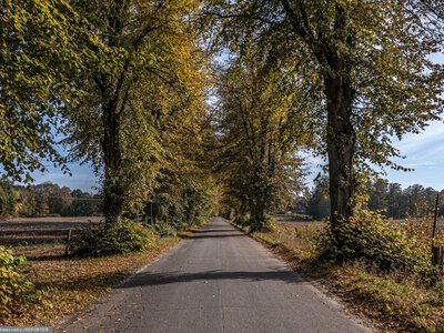 Gmina postawiła się drogowcom. Drzewa unikną piły