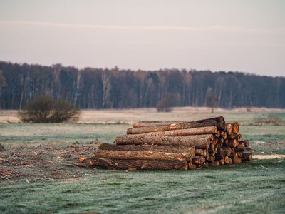 Drewno z Lasów Państwowych. Oto ile kosztuje metr opału