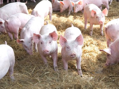 Mieli tysiące świń. Mieszkańcy masowo słali skargi. Oto wyrok sądu
