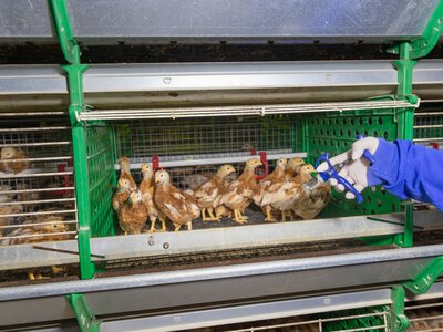 Wreszcie dostali zaległe pieniądze. Za walkę z zarazą ptaków