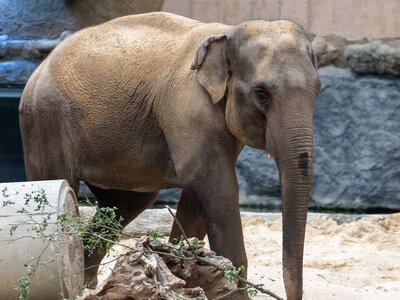 Nowa mieszkanka w łódzkim Orientarium. Przyjechała z Kopenhagi