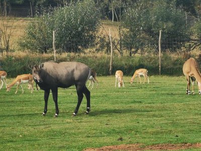 Wstrząsające ustalenia w ZOO Łączna. Znaleziono zakopane kości, pięć osób z zarzutami