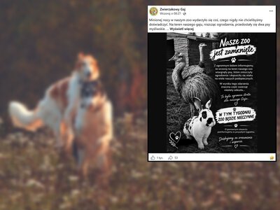 Masakra w prywatnym zoo. Nagle pojawiły się psy myśliwskie