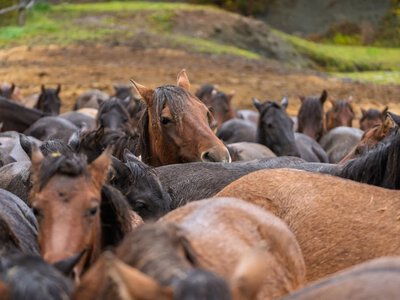 Małe Yellowstone w Beskidzie Niskim. Konie ruszyły z powrotem do stadniny
