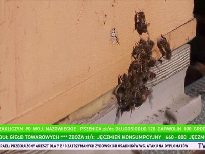 Inwazyjny gatunek szerszenia azjatyckiego wykryty pod Krakowem