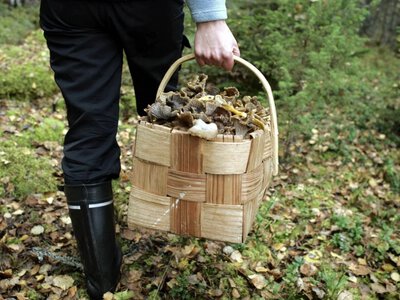 Zorganizowane grupy grzybiarzy na Podkarpaciu. Służby kontrolują teren