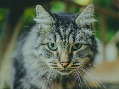 Bure kotki najzdrowsze na świecie? Oto co oznaczają ich pręgi