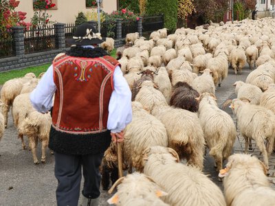 Turyści widzą ceny, nie widzą krwi, potu i pracy. Górale mają dość łatki pazernych na dutki