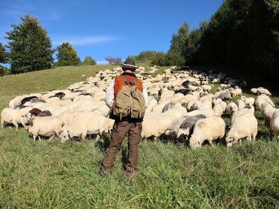 Przybywa baców i juhasów. Tradycyjny zawód wraca do łask