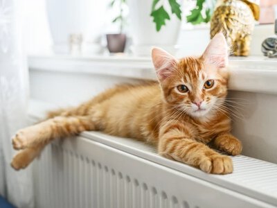 Dlaczego kot leży na kaloryferze i czy może się poparzyć?