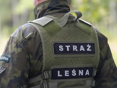 Straż Leśna monitoruje lasy. Wysokie mandaty za nielegalne wycinanie gałęzi