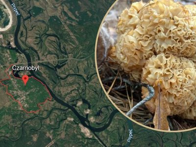 Niecodzienne znalezisko w strefie Czarnobyla. Grzyb przypomina kalafior