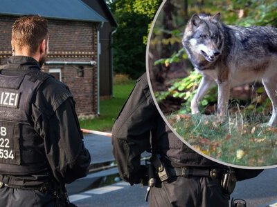 Tragedia w parku dzikich zwierząt w Niemczech. Dziecko poważnie ranne